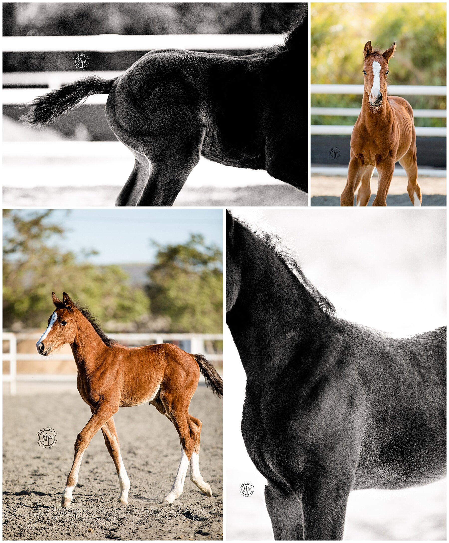 Heidi Smilde | Baby Turnouts | Sycamore Trails Stables, Sycamore